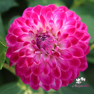 Cera's Corsage Dahlia Tuber