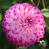 Cera's Corsage Dahlia Tuber