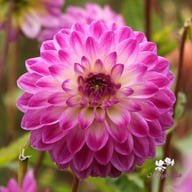 Cera's Corsage Dahlia Tuber