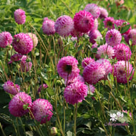 Cera's Corsage Dahlia Tuber
