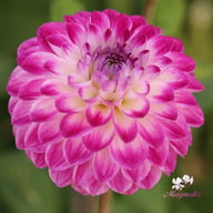 Cera's Corsage Dahlia Tuber