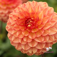 Chapeau Bas Dahlia Knöl