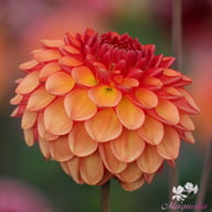 Chapeau Bas Dahlia Knöl