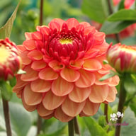 Chapeau Bas Dahlia Knöl