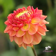 Chapeau Bas Dahlia Knöl