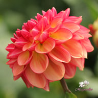 Chapeau Bas Dahlia Knöl