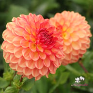 Chapeau Bas Dahlia Knöl