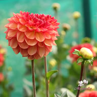 Chapeau Bas Dahlia Knöl