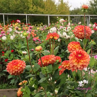 Chapeau Bas Dahlia Knöl