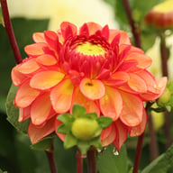Chapeau Bas Dahlia Knöl