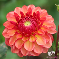 Chapeau Bas Dahlia Knöl