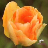 Charming Lady Tulip Bulbs
