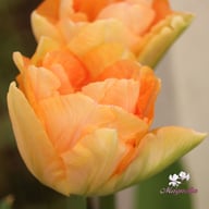 Charming Lady Tulip Bulbs