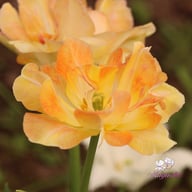 Charming Lady Tulip Bulbs