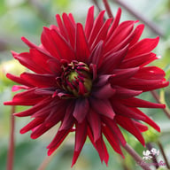 Chat Noir Dahlia Knöl