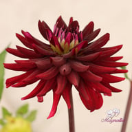 Chat Noir Dahlia Knöl