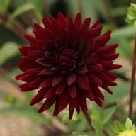 Chat Noir Dahlia Tuber
