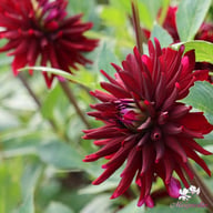 Chat Noir Dahlia Knöl