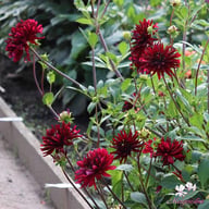 Chat Noir Dahlia Knöl