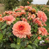 Château de la Bourdaisière Dahlia Stickling