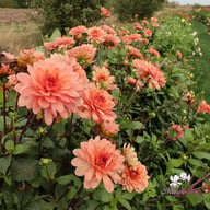 Château de la Bourdaisière Dahlia Stickling