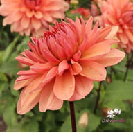 Château de la Bourdaisière Dahlia Stickling