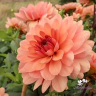 Château de la Bourdaisière Dahlia Stickling
