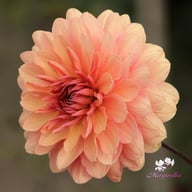 Château de la Bourdaisière Dahlia Stickling