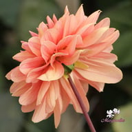 Château de la Bourdaisière Dahlia Stickling
