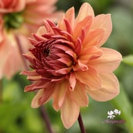 Château de la Bourdaisière Dahlia Stickling