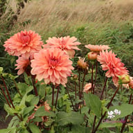 Château de la Bourdaisière Dahlia Stickling