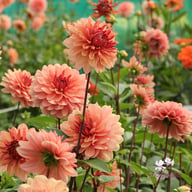 Château de la Bourdaisière Dahlia Stickling