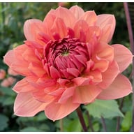 Château de la Bourdaisière Dahlia Stickling