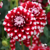 Checkers Dahlia Knöl