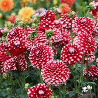 Checkers Dahlia Knöl