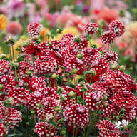 Checkers Dahlia Knöl