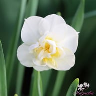 Cheerfulness Narcissus Bulbs