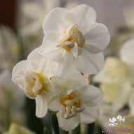 Cheerfulness Narcissus Bulbs