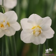 Cheerfulness Narcissus Bulbs