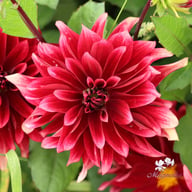Cherry Cream Idylle Tuber