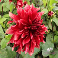 Cherry Cream Idylle Tuber