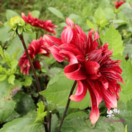 Cherry Cream Idylle Tuber