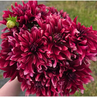 Cherry Cream Idylle Tuber