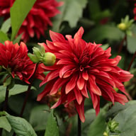 Cherry Cream Idylle Dahlia Knöl