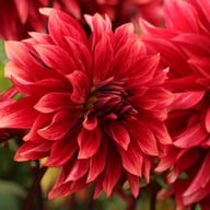 Cherry Cream Idylle Dahlia Knöl