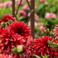 Cherry Cream Idylle Dahlia Knöl