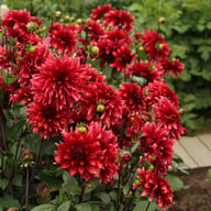 Cherry Cream Idylle Dahlia Knöl