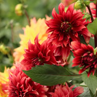 Cherry Cream Idylle Dahlia Knöl