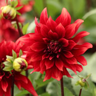 Cherry Cream Idylle Dahlia Knöl
