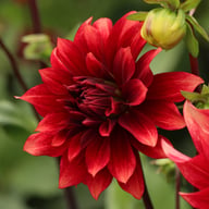 Cherry Cream Idylle Dahlia Knöl